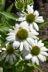 Kismet White Coneflower (Echinacea 'TNECHKW') at Peter Knippel Garden Centre