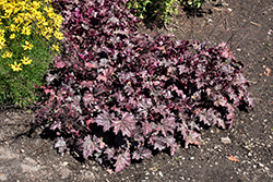 Amethyst Mist Coral Bells (Heuchera 'Amethyst Mist') at Lakeshore Garden Centres