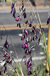 Angel's Fishing Rod (Dierama pulcherrimum) at Lakeshore Garden Centres