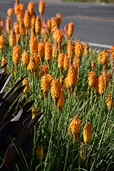 Poco Orange Torchlily (Kniphofia 'Poco Orange') at Lakeshore Garden Centres