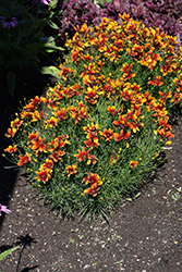 Honeybunch Red and Gold Tickseed (Coreopsis 'TNCORHRG') at Lakeshore Garden Centres