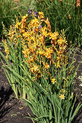 Nova Gold Dragon Crocosmia (Crocosmia 'Gold Dragon') at Lakeshore Garden Centres