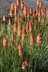 Poco Sunset Torchlily (Kniphofia 'Poco Sunset') at Lakeshore Garden Centres