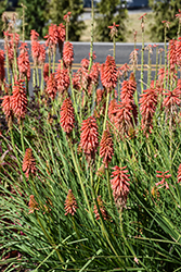Redhot Popsicle Torchlily (Kniphofia 'Redhot Popsicle') at Lakeshore Garden Centres