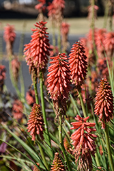 Redhot Popsicle Torchlily (Kniphofia 'Redhot Popsicle') at Lakeshore Garden Centres