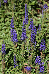 Venture Blue Speedwell (Veronica 'TNVERVB') at Lakeshore Garden Centres
