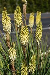 Pineapple Popsicle Torchlily (Kniphofia 'Pineapple Popsicle') at Lakeshore Garden Centres