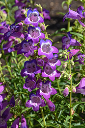 Cha Cha Purple Beard Tongue (Penstemon 'Cha Cha Purple') at Lakeshore Garden Centres