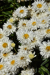 Belgian Lace Shasta Daisy (Leucanthemum x superbum 'TNLEUBL') at Lakeshore Garden Centres