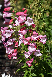 Harlequin Pink Beard Tongue (Penstemon 'TNPENHPI') at Lakeshore Garden Centres