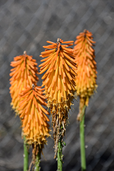 Mango Popsicle Torchlily (Kniphofia 'Mango Popsicle') at Lakeshore Garden Centres