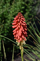 Rocket Jr. Dwarf Torchlily (Kniphofia 'Rocket Jr.') at Lakeshore Garden Centres