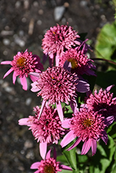 Paso Doble Fuchsia Coneflower (Echinacea 'TNECHPDF') at Lakeshore Garden Centres