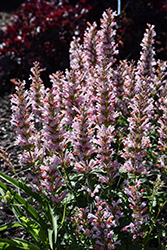 Pink Pearl Hyssop (Agastache 'Pink Pearl') at Peter Knippel Garden Centre