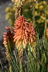 Rocket Jr. Dwarf Torchlily (Kniphofia 'Rocket Jr.') at Lakeshore Garden Centres