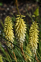 Poco Citron Torchlily (Kniphofia 'Poco Citron') at Lakeshore Garden Centres