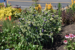 Lucky Charm Spiderwort (Tradescantia x andersoniana 'Lucky Charm') at Lakeshore Garden Centres