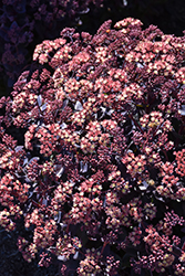 Mocha Magic Stonecrop (Sedum 'Mocha Magic') at Lakeshore Garden Centres