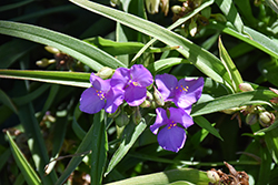 Regal Charm Spiderwort (Tradescantia x andersoniana 'Regal Charm') at Lakeshore Garden Centres