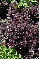 Dark Magic Stonecrop (Sedum telephium 'Dark Magic') at Peter Knippel Garden Centre
