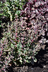 Touchdown Jade Stonecrop (Sedum 'Touchdown Jade') at Lakeshore Garden Centres