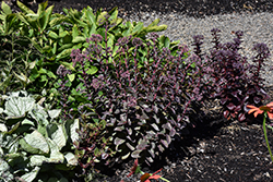 Raspberry Truffle Stonecrop (Sedum 'Raspberry Truffle') at Lakeshore Garden Centres