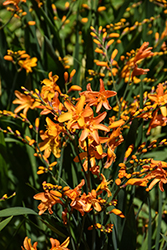 Nova Gold Dust Crocosmia (Crocosmia 'Gold Dust') at Lakeshore Garden Centres