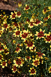 Sunstar Gold Tickseed (Coreopsis 'TNCORSG') at Lakeshore Garden Centres