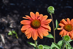 Prima Saffron Coneflower (Echinacea 'TNECHPS') at Lakeshore Garden Centres