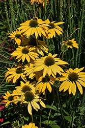 Aloha Coneflower (Echinacea 'Aloha') at Peter Knippel Garden Centre