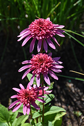 Supreme Elegance Coneflower (Echinacea 'Supreme Elegance') at Lakeshore Garden Centres