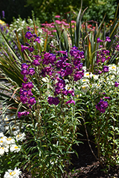 Cha Cha Purple Beard Tongue (Penstemon 'Cha Cha Purple') at Lakeshore Garden Centres