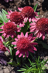 Cara Mia Carmine Coneflower (Echinacea 'Cara Mia Carmine') at Lakeshore Garden Centres