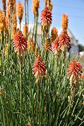 Orange Vanilla Popsicle Torchlily (Kniphofia 'Orange Vanilla Popsicle') at Lakeshore Garden Centres
