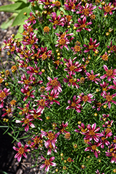 Majaraja Madras Magic Tickseed (Coreopsis 'Madras Magic') at Lakeshore Garden Centres