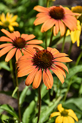Prima Ginger Coneflower (Echinacea 'TNECHPG') at Lakeshore Garden Centres