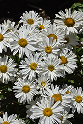 Bridal Bouquet Shasta Daisy (Leucanthemum x superbum 'Bridal Bouquet') at Lakeshore Garden Centres