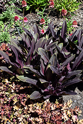 Zulu Flame Pineapple Lily (Eucomis 'Zulu Flame') at Lakeshore Garden Centres