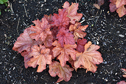 Paprika Coral Bells (Heuchera 'Paprika') at Lakeshore Garden Centres