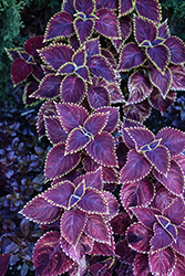 Fireball Coleus (Solenostemon scutellarioides 'Fireball') at Lakeshore Garden Centres