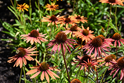 Flame Thrower Coneflower (Echinacea 'Flame Thrower') at Lakeshore Garden Centres