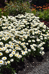 Belgian Lace Shasta Daisy (Leucanthemum x superbum 'TNLEUBL') at Lakeshore Garden Centres