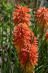 Poco Daybreak Torchlily (Kniphofia 'Poco Daybreak') at Lakeshore Garden Centres