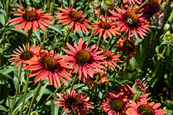 Hot Lava Coneflower (Echinacea 'Hot Lava') at Lakeshore Garden Centres
