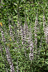 Galactic Pink Chaste Tree (Vitex agnus-castus 'BAILTEXTWO') at Lakeshore Garden Centres