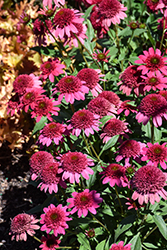 Giddy Pink Coneflower (Echinacea 'Giddy Pink') at Golden Acre Home & Garden