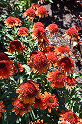 Cara Mia Coral Coneflower (Echinacea 'Cara Mia Coral') at Green Thumb Garden Centre