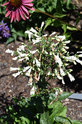 Nova Pearl Beard Tongue (Penstemon 'Nova Pearl') at Lakeshore Garden Centres
