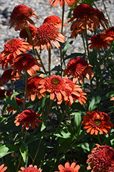 Moab Sunset Coneflower (Echinacea 'Moab Sunset') at Lakeshore Garden Centres