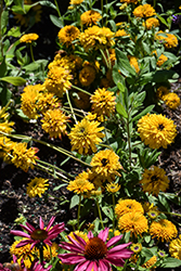 Sunstream Coneflower (Rudbeckia 'Sunstream') at Lakeshore Garden Centres
